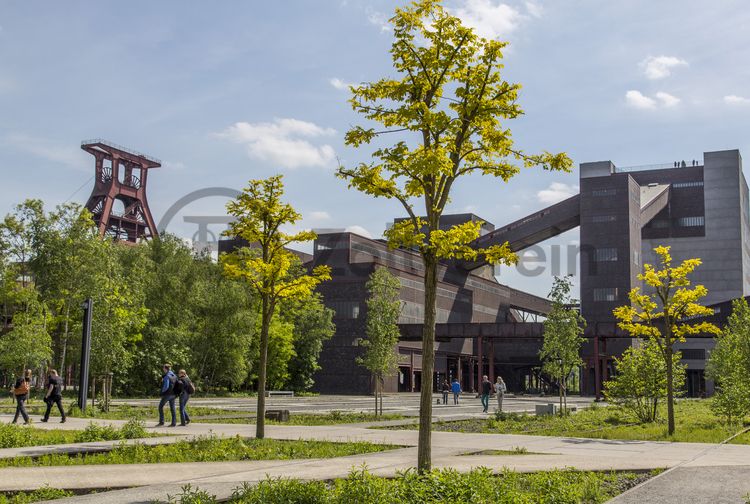 Die Halden, Schienenwege und Freiflächen zwischen den Schachtanlagen sind heute der ZOLLVEREIN® Park, der Bestandteil des Emscher Landschaftsparks (ELP) ist. 

Auf der Grundlage des Masterplans „Industrielandschaft Zollverein“, den 2003 die Agentur Agence Ter unter Leitung von Prof. Henri Bava erstellt hat, wandelte ein interdisziplinäres Team aus Landschaftsarchitekten, Künstlern und Designern die ehemalige Industriebrache um. 

Neben dem Orientierungs-, Beleuchtungs- und Wegekonzept  bieten  Bänke, Pavillons, Spielorte und Aussichtsplattformen den Besuchern Aufenthalts- und Erholungsqualität. Der ursprüngliche Charakter des ehemals industriell genutzten Geländes bleibt erhalten: Überall wachsen typische postindustrielle Pflanzen wie Birken, Robinien und Sommerflieder. 

Die Geschichte Zollvereins beginnt in den Pioniertagen des heutigen Ruhrgebiets. Der erste Schacht wurde 1847 abgeteuft, vier Jahre später die erste Kohle gefördert: Vier weitere Anlagen entstanden, die letzte war die Schachtanlage Zollverein XII,  die ab 1932 die Förderung der gesamten Zollverein-Kohle zentral übernahm. 

Die Gebäude der 1928 bis 1932 im Stil der „Neuen Sachlichkeit“ nach Entwürfen der Architekten Fritz Schupp und Martin Kremmer gebauten Anlage sind nach dem Prinzip „Form follows Function“ zum optimalen Ablauf der Kohleförderung und -aufbereitung angeordnet. Trotz Rekordzahlen wie 12.000 Tagestonnen verwertbarer Steinkohle machte das Ende der Schwerindustrie auch vor Zollverein nicht Halt. Am 23. Dezember 1986 fuhr die letzte Schicht ein. An diesem Tag stand die Zeche bereits unter Denkmalschutz, 1990 begannen die Sanierungsarbeiten und seit 2001 sind Zeche und Kokerei Zollverein UNESCO-Welterbe. Mit dem Denkmalpfad ZOLLVEREIN®, dem Ruhr Museum und dem Red Dot Design Museum sind auf Schacht XII drei der beliebtesten Touristenziele der Region angesiedelt. Das Doppelbock-Fördergerüst der Schachtanlage ist heute ein Wahrzeichen für das gesamte Ruhrgebiet.

Das größte Übertagegebäude auf Zollverein, die Kohlenwäsche [A14], war zu Betriebszeiten eine Riesenmaschine, die täglich 23.000 Tonnen Rohkohle sortierte und klassierte. Von 2003 bis 2006 wurde sie von dem Office for Metropolitan Architecture (OMA) unter Leitung von Rem Koolhaas und dem Essener Büro Böll & Krabel umfassend saniert. Eine 58 Meter lange Rolltreppe bringt die Besucher heute direkt in das RUHR.VISITORCENTER Essen auf der 24-Meter-Ebene. Die Kohlenwäsche ist zentrale Anlaufstelle für Besucher sowie Museumsgebäude des 2010 eröffneten Ruhr Museums und des Portals der Industriekultur. Die oberen Etagen gehören mit den authentisch erhaltenen Übertageanlagen zum Denkmalpfad ZOLLVEREIN®. Auf dem Dach der Kohlenwäsche sind zwei Aussichtsplattformen installiert, die einen Rundblick auf das Gelände und die Region bieten. 

Pause machen im Bistro „Butterzeit!“ und Kunsthandwerk entdecken, wo früher Waggons mit Kohle beladen wurden: Die Ateliers im Erdgeschoss der Halle 12 [A12], darunter SchmuckProdukt und die ARKA Kulturwerkstatt, präsentieren neben eigenen Arbeiten auch wechselnde Ausstellungen anderer Künstler. Im Obergeschoss der ehemaligen Lesebandhalle finden heute Kongresse, Messen und Konzerte statt. Bis in die 1960er Jahre lasen hier Bergleute an fünf Lesebändern von Hand die großen Gesteinsstücke aus dem Rohkohlegemisch.

Das 55 Meter hohe Doppelbock-Fördergerüst ist das Wahrzeichen der Zeche Zollverein, der Stadt Essen und der gesamten Region: Die als Doppelstrebengerüst in Vollwandbauweise konstruierte Förderanlage ermöglichte eine doppelte Fördermechanik, mittels derer die doppelte Menge Förderwagen bzw. Fördergefäße transportiert werden konnten. Zollverein Schacht XII galt zu Betriebszeiten als die leistungsstärkste Zeche der Welt. 250 Stufen führen auf die oberste Plattform des Gerüstes, deren Seilscheiben sich auch heute noch drehen: Der Schacht wird heute von der RAG AG für die zentrale Wasserhaltung genutzt.

Areal A [Schacht XII]