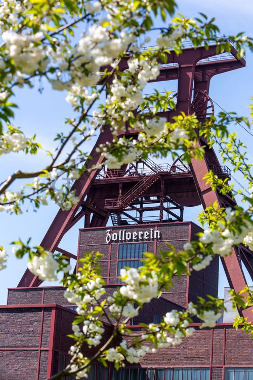 Das 55 Meter hohe Doppelbock-Fördergerüst ist das Wahrzeichen der Zeche Zollverein, der Stadt Essen und der gesamten Region: Die als Doppelstrebengerüst in Vollwandbauweise konstruierte Förderanlage ermöglichte eine doppelte Fördermechanik. Dadurch konnte die doppelte Menge an Förderwagen bzw. Fördergefäßen transportiert werden. Zollverein Schacht XII galt zu Betriebszeiten als die leistungsstärkste Zeche der Welt. 250 Stufen führen auf die oberste Plattform des Gerüstes, deren Seilscheiben sich auch heute noch manchmal drehen: Der Schacht wird von der RAG AG für die zentrale Wasserhaltung genutzt.