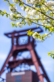 Das 55 Meter hohe Doppelbock-Fördergerüst ist das Wahrzeichen der Zeche Zollverein, der Stadt Essen und der gesamten Region: Die als Doppelstrebengerüst in Vollwandbauweise konstruierte Förderanlage ermöglichte eine doppelte Fördermechanik. Dadurch konnte die doppelte Menge an Förderwagen bzw. Fördergefäßen transportiert werden. Zollverein Schacht XII galt zu Betriebszeiten als die leistungsstärkste Zeche der Welt. 250 Stufen führen auf die oberste Plattform des Gerüstes, deren Seilscheiben sich auch heute noch manchmal drehen: Der Schacht wird von der RAG AG für die zentrale Wasserhaltung genutzt.

Areal A [Schacht XII], Fördergerüst [A1]