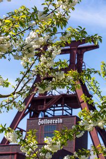 Das 55 Meter hohe Doppelbock-Fördergerüst ist das Wahrzeichen der Zeche Zollverein, der Stadt Essen und der gesamten Region: Die als Doppelstrebengerüst in Vollwandbauweise konstruierte Förderanlage ermöglichte eine doppelte Fördermechanik. Dadurch konnte die doppelte Menge an Förderwagen bzw. Fördergefäßen transportiert werden. Zollverein Schacht XII galt zu Betriebszeiten als die leistungsstärkste Zeche der Welt. 250 Stufen führen auf die oberste Plattform des Gerüstes, deren Seilscheiben sich auch heute noch manchmal drehen: Der Schacht wird von der RAG AG für die zentrale Wasserhaltung genutzt.

Areal A [Schacht XII], Fördergerüst [A1]