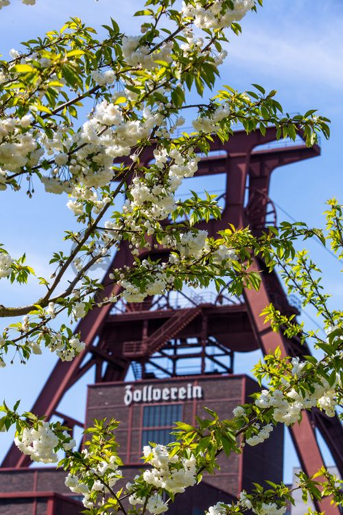 Das 55 Meter hohe Doppelbock-Fördergerüst ist das Wahrzeichen der Zeche Zollverein, der Stadt Essen und der gesamten Region: Die als Doppelstrebengerüst in Vollwandbauweise konstruierte Förderanlage ermöglichte eine doppelte Fördermechanik. Dadurch konnte die doppelte Menge an Förderwagen bzw. Fördergefäßen transportiert werden. Zollverein Schacht XII galt zu Betriebszeiten als die leistungsstärkste Zeche der Welt. 250 Stufen führen auf die oberste Plattform des Gerüstes, deren Seilscheiben sich auch heute noch manchmal drehen: Der Schacht wird von der RAG AG für die zentrale Wasserhaltung genutzt.