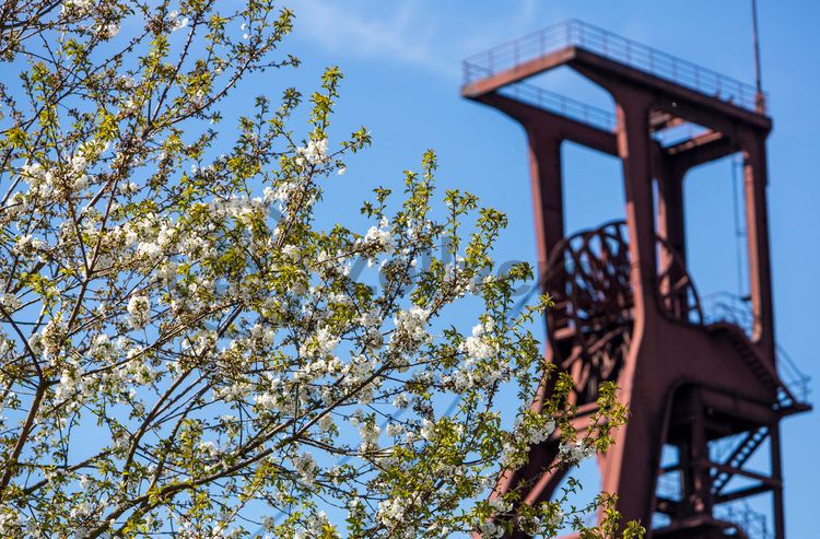 Der Förderturm und das Einstrebenfördergerüst wurden über den beiden ersten Zollverein-Schächten errichtet. 1904 und 1954 wurde die Schachtanlage modernisiert, auch die Förderanlagen wurden dabei erneuert.