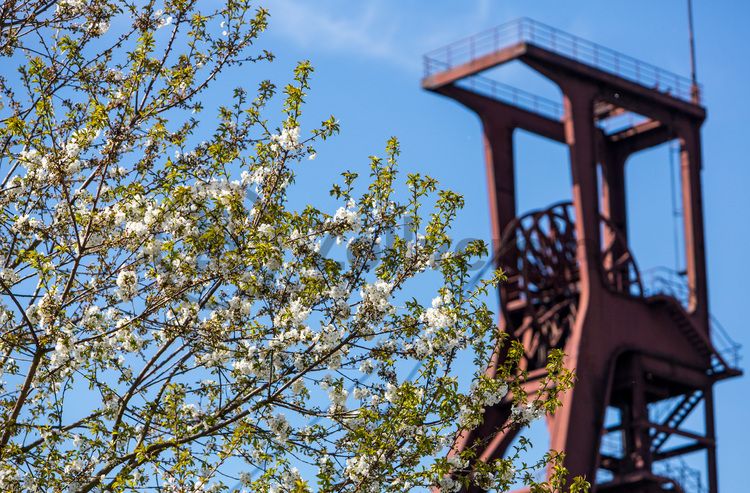 Der Förderturm und das Einstrebenfördergerüst wurden über den beiden ersten Zollverein-Schächten errichtet. 1904 und 1954 wurde die Schachtanlage modernisiert, auch die Förderanlagen wurden dabei erneuert.

Areal B [Schacht 1/2/8], Fördergerüst [B40]