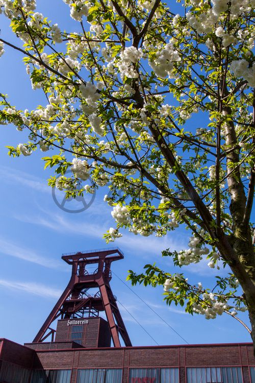 Das 55 Meter hohe Doppelbock-Fördergerüst ist das Wahrzeichen der Zeche Zollverein, der Stadt Essen und der gesamten Region: Die als Doppelstrebengerüst in Vollwandbauweise konstruierte Förderanlage ermöglichte eine doppelte Fördermechanik. Dadurch konnte die doppelte Menge an Förderwagen bzw. Fördergefäßen transportiert werden. Zollverein Schacht XII galt zu Betriebszeiten als die leistungsstärkste Zeche der Welt. 250 Stufen führen auf die oberste Plattform des Gerüstes, deren Seilscheiben sich auch heute noch manchmal drehen: Der Schacht wird von der RAG AG für die zentrale Wasserhaltung genutzt.

Areal A [Schacht XII], Fördergerüst [A1]