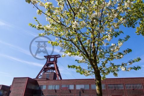 Das 55 Meter hohe Doppelbock-Fördergerüst ist das Wahrzeichen der Zeche Zollverein, der Stadt Essen und der gesamten Region: Die als Doppelstrebengerüst in Vollwandbauweise konstruierte Förderanlage ermöglichte eine doppelte Fördermechanik. Dadurch konnte die doppelte Menge an Förderwagen bzw. Fördergefäßen transportiert werden. Zollverein Schacht XII galt zu Betriebszeiten als die leistungsstärkste Zeche der Welt. 250 Stufen führen auf die oberste Plattform des Gerüstes, deren Seilscheiben sich auch heute noch manchmal drehen: Der Schacht wird von der RAG AG für die zentrale Wasserhaltung genutzt.

Areal A [Schacht XII], Fördergerüst [A1]