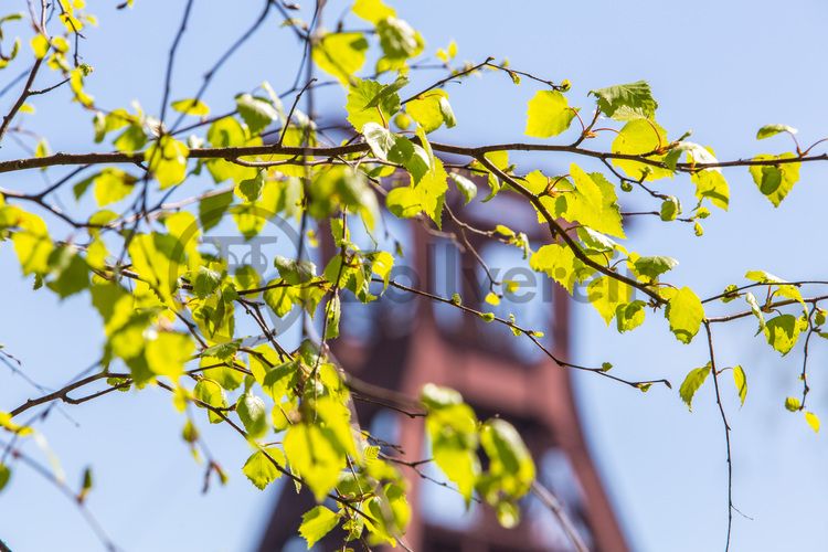 Das 55 Meter hohe Doppelbock-Fördergerüst ist das Wahrzeichen der Zeche Zollverein, der Stadt Essen und der gesamten Region: Die als Doppelstrebengerüst in Vollwandbauweise konstruierte Förderanlage ermöglichte eine doppelte Fördermechanik. Dadurch konnte die doppelte Menge an Förderwagen bzw. Fördergefäßen transportiert werden. Zollverein Schacht XII galt zu Betriebszeiten als die leistungsstärkste Zeche der Welt. 250 Stufen führen auf die oberste Plattform des Gerüstes, deren Seilscheiben sich auch heute noch manchmal drehen: Der Schacht wird von der RAG AG für die zentrale Wasserhaltung genutzt.

Areal A [Schacht XII], Fördergerüst [A1]