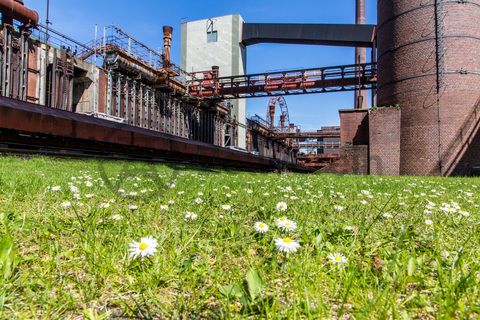 Die Kokerei Zollverein wurde von 1957 bis 1961 nach Plänen des Architekten Fritz Schupp gebaut, nach Erweiterungsarbeiten war sie ab 1973 die größte Zentralkokerei Europas. Täglich waren bis zu 1.000 Koker rund um die Uhr im Einsatz, bis zu 8.600 Tonnen Koks wurden pro Tag produziert. 1993 wurde die Kokerei stillgelegt, im Jahr 2000 in die Denkmalliste der Stadt Essen aufgenommen, seit 2001 gehört sie zum UNESCO-Welterbe. 2010 ist die Kokerei in den Besitz der Stiftung Zollverein übergegangen. Die „schwarze Seite“ der Kokerei, die den Bereich der Koksproduktion bezeichnet, kann bei einer Führung durch den Denkmalpfad ZOLLVEREIN® besichtigt werden.

Die 600 Meter langen Koksofenbatterien mit 304 schmalen Koksöfen prägen das Gesicht der sogenannten „schwarzen Seite“ der Kokerei. Die Ofendecke, das Innere der Koksöfen, die Löschgleishalle und weitere Bereiche können Besucher im Rahmen einer Führung im  Denkmalpfad ZOLLVEREIN® entdecken.

Areal C [Kokerei], Koksofenbatterien [C71]