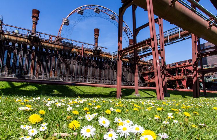 Die Kokerei Zollverein wurde von 1957 bis 1961 nach Plänen des Architekten Fritz Schupp gebaut, nach Erweiterungsarbeiten war sie ab 1973 die größte Zentralkokerei Europas. Täglich waren bis zu 1.000 Koker rund um die Uhr im Einsatz, bis zu 8.600 Tonnen Koks wurden pro Tag produziert. 1993 wurde die Kokerei stillgelegt, im Jahr 2000 in die Denkmalliste der Stadt Essen aufgenommen, seit 2001 gehört sie zum UNESCO-Welterbe. 2010 ist die Kokerei in den Besitz der Stiftung Zollverein übergegangen. Die „schwarze Seite“ der Kokerei, die den Bereich der Koksproduktion bezeichnet, kann bei einer Führung durch den Denkmalpfad ZOLLVEREIN® besichtigt werden.

Die 600 Meter langen Koksofenbatterien mit 304 schmalen Koksöfen prägen das Gesicht der sogenannten „schwarzen Seite“ der Kokerei. Die Ofendecke, das Innere der Koksöfen, die Löschgleishalle und weitere Bereiche können Besucher im Rahmen einer Führung im  Denkmalpfad ZOLLVEREIN® entdecken.

Das Sonnenrad ist ein von dem Architekten und Ausstellungsgestalter Jürg Steiner (geb. 1950) nabenlos konstruiertes Riesenrad mit 14 Gondeln. Besucher erhalten einen Überblick über das Gelände ebenso wie einen Einblick in die aufgeschnittene Koksofenbatterie 9. Das Sonnenrad entstand 1999 anlässlich der Ausstellung 