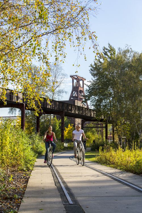 Das 55 Meter hohe Doppelbock-Fördergerüst ist das Wahrzeichen der Zeche Zollverein, der Stadt Essen und der gesamten Region: Die als Doppelstrebengerüst in Vollwandbauweise konstruierte Förderanlage ermöglichte eine doppelte Fördermechanik. Dadurch konnte die doppelte Menge an Förderwagen bzw. Fördergefäßen transportiert werden. Zollverein Schacht XII galt zu Betriebszeiten als die leistungsstärkste Zeche der Welt. 250 Stufen führen auf die oberste Plattform des Gerüstes, deren Seilscheiben sich auch heute noch manchmal drehen: Der Schacht wird von der RAG AG für die zentrale Wasserhaltung genutzt.

Areal A [Schacht XII], Fördergerüst [A1]

Die Industrienatur auf dem UNESCO-Welterbe Zollverein ist einzigartig und zeigt eindrucksvoll, dass große innerstädtische Brachen wichtige Lebensräume für Tiere und Pflanzen in der stark besiedelten Region des Ruhrgebiets sind. Auf dem Welterbe wurden über 540 Farn- und Blütenpflanzenarten, etwa 100 Flechtenarten, rund 60 Vogelarten, über 20 Schmetterlingsarten und 6 Amphibienarten nachgewiesen. 

Seit 2006 wird die besondere Verbindung von Natur und Industriearchitektur im Zollverein Park gepflegt und kontinuierlich weiterentwickelt. Grundlage für die Landschaftsgestaltung des Parks ist der Masterplan „Industrielandschaft Zollverein“, den 2003 die Agentur Agence Ter unter Leitung von Henri Bava erstellt hat.

Der Park ist nicht nur Lebensraum für viele Pflanzen- und Tierarten, sondern auch ein attraktives Freizeit- und Naherholungsgebiet. 2014 wurde der ZOLLVEREIN® Park zum beliebtesten Ziel im Emscher Landschaftspark gewählt. Früher wurde hier das taube Gestein als Abfallprodukt der Kohleförderung gelagert. Heute laden frei zugängliche Sitzgelegenheiten, Picknickplätze, Aussichtspunkte und Spielorte für Kinder zum Verweilen ein. Namhafte Künstler haben sich mit Kunstwerken und Skulpturen im ZOLLVEREIN® Park verewigt.