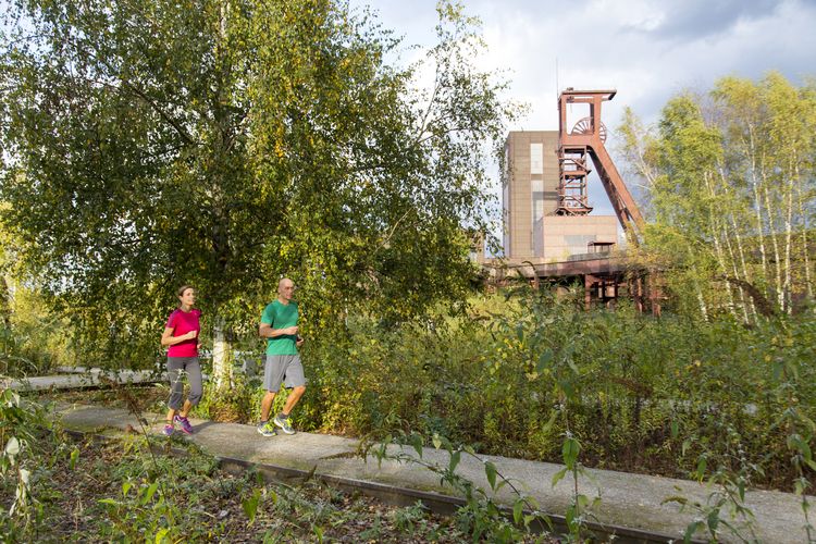 Der Förderturm und das Einstrebenfördergerüst wurden über den beiden ersten Zollverein-Schächten errichtet. 1904 und 1954 wurde die Schachtanlage modernisiert, auch die Förderanlagen wurden dabei erneuert.

Areal B [Schacht 1/2/8], Fördergerüst [B40], Förderturm [B41]

Die Industrienatur auf dem UNESCO-Welterbe Zollverein ist einzigartig und zeigt eindrucksvoll, dass große innerstädtische Brachen wichtige Lebensräume für Tiere und Pflanzen in der stark besiedelten Region des Ruhrgebiets sind. Auf dem Welterbe wurden über 540 Farn- und Blütenpflanzenarten, etwa 100 Flechtenarten, rund 60 Vogelarten, über 20 Schmetterlingsarten und 6 Amphibienarten nachgewiesen. 

Seit 2006 wird die besondere Verbindung von Natur und Industriearchitektur im Zollverein Park gepflegt und kontinuierlich weiterentwickelt. Grundlage für die Landschaftsgestaltung des Parks ist der Masterplan „Industrielandschaft Zollverein“, den 2003 die Agentur Agence Ter unter Leitung von Henri Bava erstellt hat.

Der Park ist nicht nur Lebensraum für viele Pflanzen- und Tierarten, sondern auch ein attraktives Freizeit- und Naherholungsgebiet. 2014 wurde der ZOLLVEREIN® Park zum beliebtesten Ziel im Emscher Landschaftspark gewählt. Früher wurde hier das taube Gestein als Abfallprodukt der Kohleförderung gelagert. Heute laden frei zugängliche Sitzgelegenheiten, Picknickplätze, Aussichtspunkte und Spielorte für Kinder zum Verweilen ein. Namhafte Künstler haben sich mit Kunstwerken und Skulpturen im ZOLLVEREIN® Park verewigt.

Areal A [Schacht XII]