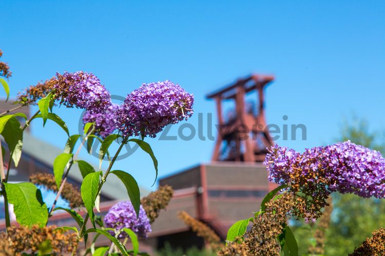 Die Natur im Zollverein Park ist immer in Bewegung: Auf Freiflächen, im Industriewald oder auf der Halde können Besucher ein einmaliges Ökosystem entecken.

Das 55 Meter hohe Doppelbock-Fördergerüst [A1] ist das Wahrzeichen des UNESCO-Welterbe Zollverein, der Stadt Essen und des gesamten Ruhrgebiets.

Areal A [Schacht XII], Fördergerüst [A1]