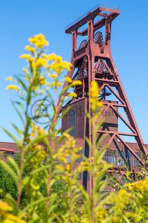 Die Natur im Zollverein Park ist immer in Bewegung: Auf Freiflächen, im Industriewald oder auf der Halde können Besucher ein einmaliges Ökosystem entecken.

Das 55 Meter hohe Doppelbock-Fördergerüst [A1] ist das Wahrzeichen des UNESCO-Welterbe Zollverein, der Stadt Essen und des gesamten Ruhrgebiets.

Areal A [Schacht XII], Fördergerüst [A1]