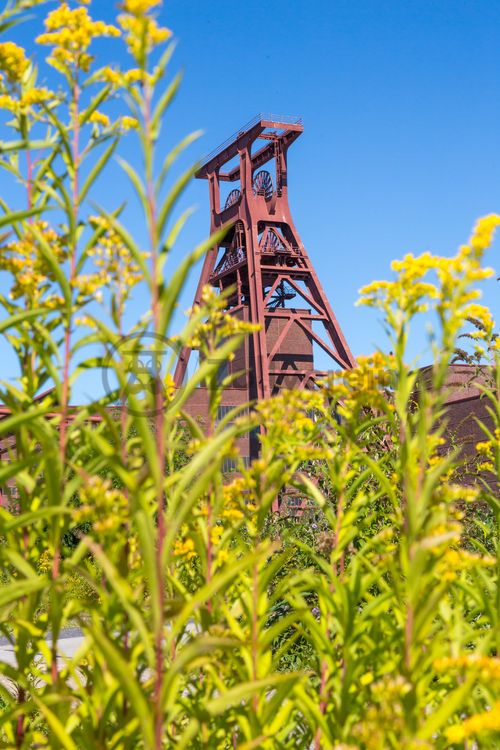 Die Natur im Zollverein Park ist immer in Bewegung: Auf Freiflächen, im Industriewald oder auf der Halde können Besucher ein einmaliges Ökosystem entecken.

Das 55 Meter hohe Doppelbock-Fördergerüst [A1] ist das Wahrzeichen des UNESCO-Welterbe Zollverein, der Stadt Essen und des gesamten Ruhrgebiets.

Areal A [Schacht XII], Fördergerüst [A1]