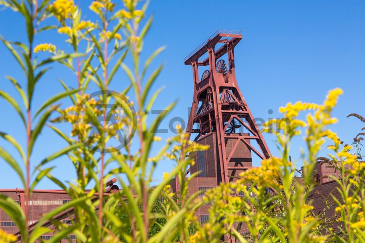 Die Natur im Zollverein Park ist immer in Bewegung: Auf Freiflächen, im Industriewald oder auf der Halde können Besucher ein einmaliges Ökosystem entecken.

Das 55 Meter hohe Doppelbock-Fördergerüst [A1] ist das Wahrzeichen des UNESCO-Welterbe Zollverein, der Stadt Essen und des gesamten Ruhrgebiets.

Areal A [Schacht XII], Fördergerüst [A1]