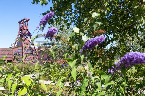 Die Natur im Zollverein Park ist immer in Bewegung: Auf Freiflächen, im Industriewald oder auf der Halde können Besucher ein einmaliges Ökosystem entecken.

Das 55 Meter hohe Doppelbock-Fördergerüst [A1] ist das Wahrzeichen des UNESCO-Welterbe Zollverein, der Stadt Essen und des gesamten Ruhrgebiets.

Areal A [Schacht XII], Fördergerüst [A1]