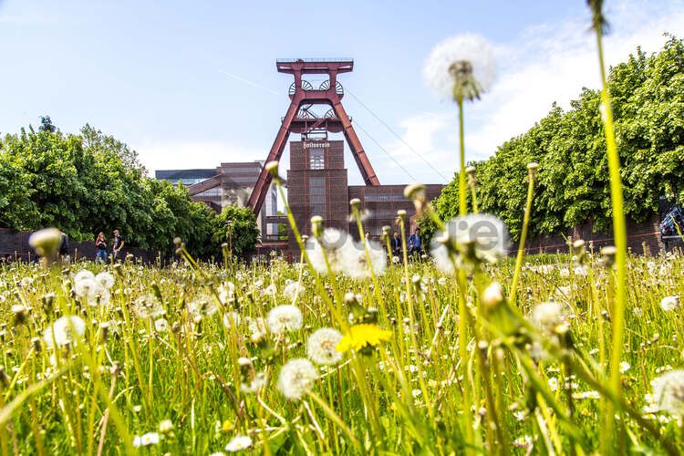 Das 55 Meter hohe Doppelbock-Fördergerüst ist das Wahrzeichen des UNESCO-Welterbe Zollverein, der Stadt Essen und des gesamten Ruhrgebiets.

Fördergerüst, UNESCO-Welterbe Zollverein, Essen